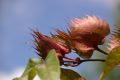 27619-0028